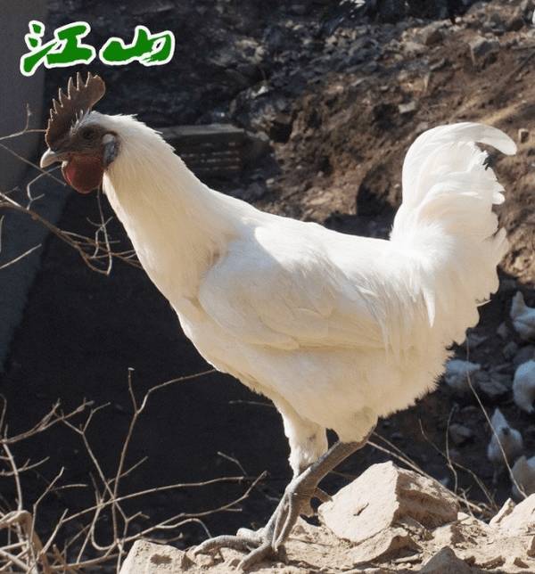 江山乌骨鸡简介,一种全身羽毛洁白的土鸡_养鸡