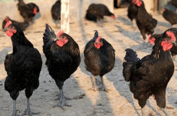 寿光鸡简介,体型硕大的土鸡,又称“寿光慈伦鸡”_养鸡