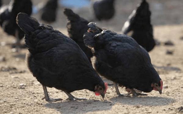 寿光鸡简介,体型硕大的土鸡,又称“寿光慈伦鸡”_养鸡