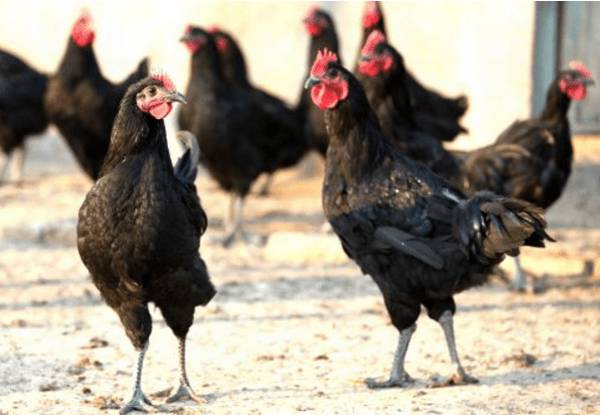 寿光鸡简介,体型硕大的土鸡,又称“寿光慈伦鸡”_养鸡