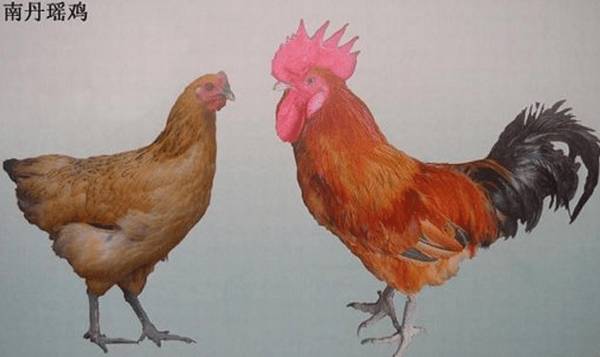 广西名鸡南丹瑶鸡,长在海拔800米以上的土鸡_养鸡