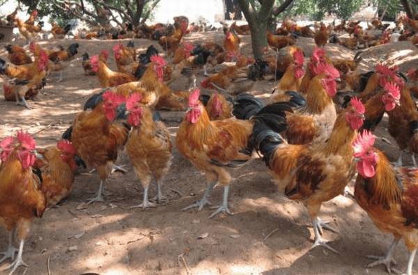广西名鸡南丹瑶鸡,长在海拔800米以上的土鸡_养鸡