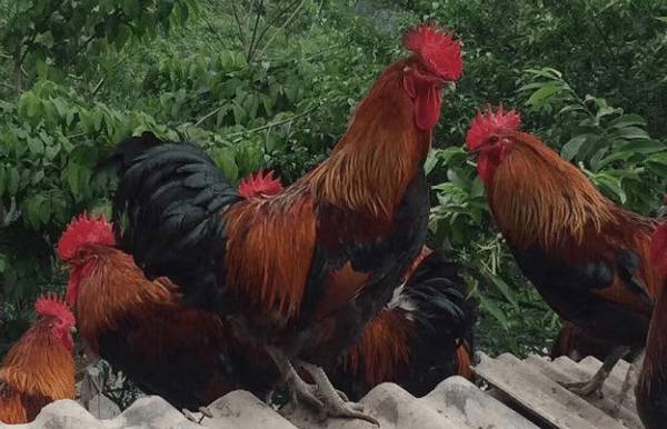 广西名鸡南丹瑶鸡,长在海拔800米以上的土鸡_养鸡