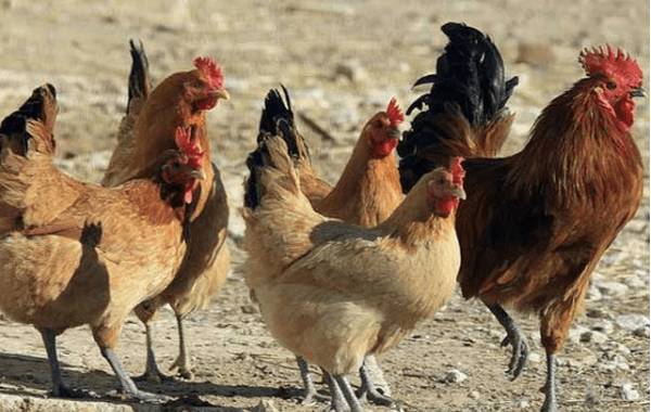 固始鸡简介,河南固始县的名牌土鸡_养鸡
