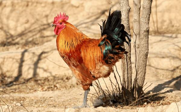 固始鸡简介,河南固始县的名牌土鸡_养鸡
