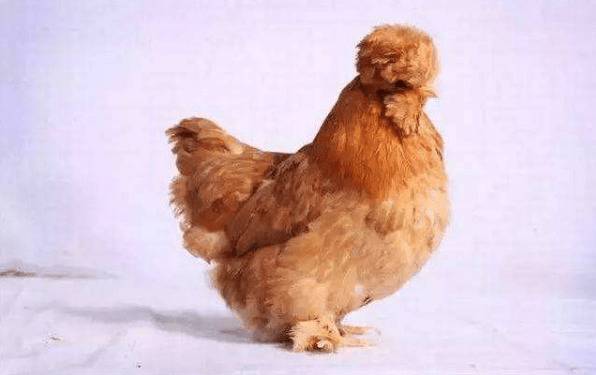 北京油鸡简介,慈禧钟爱的“中华宫廷黄鸡”_养鸡