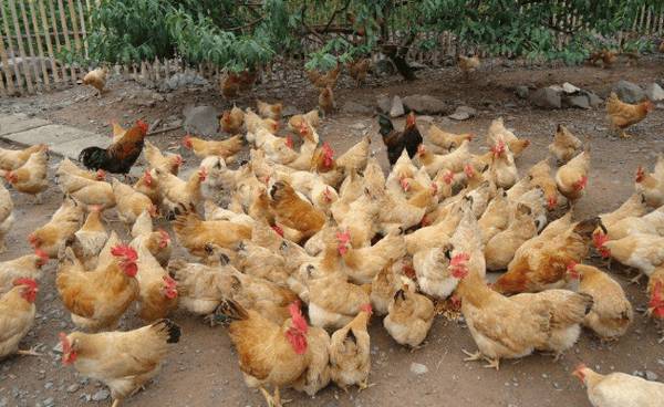 仙居鸡简介,朱元璋钟爱的优质土鸡_养鸡