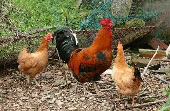 仙居鸡简介,朱元璋钟爱的优质土鸡_养鸡
