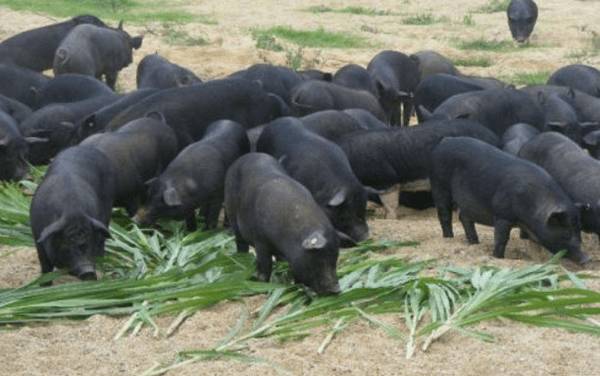 湘西黑猪简介,产于湘西的优质黑猪品种_香猪养殖