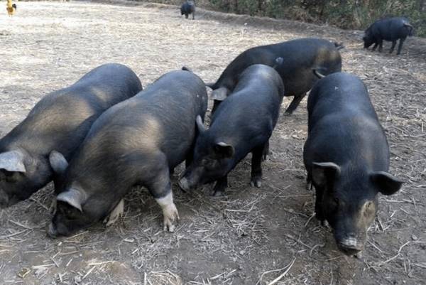 湘西黑猪简介,产于湘西的优质黑猪品种_香猪养殖
