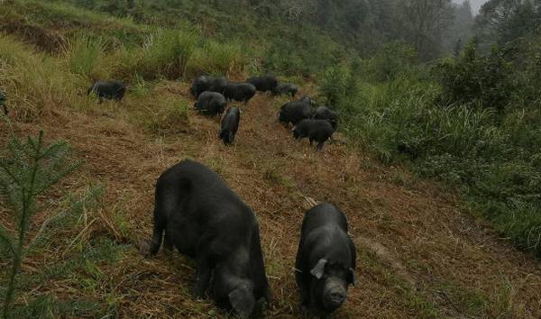 湘西黑猪简介,产于湘西的优质黑猪品种_香猪养殖