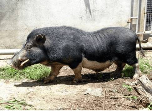 五指山猪简介,产于海南五指山的优质黑猪_香猪养殖