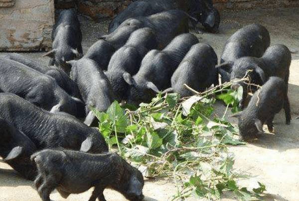 珠江香猪简介,始自明朝的珍稀香猪品种_香猪养殖