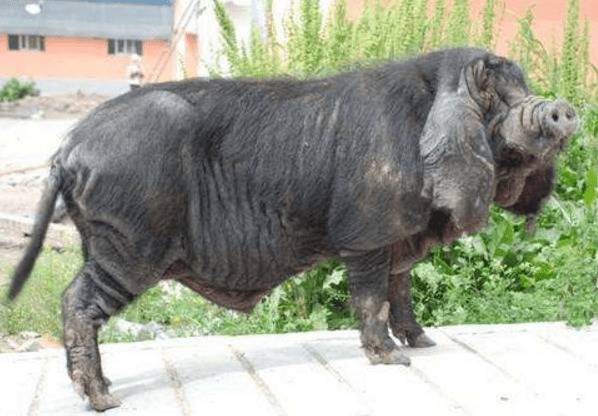 八眉猪简介,额上有倒“八”字的香猪_香猪养殖