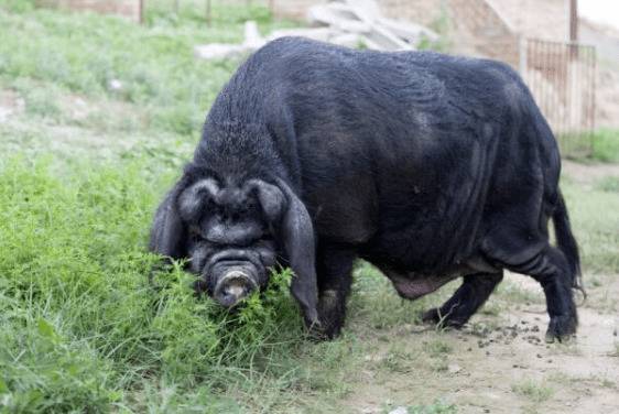 八眉猪简介,额上有倒“八”字的香猪_香猪养殖