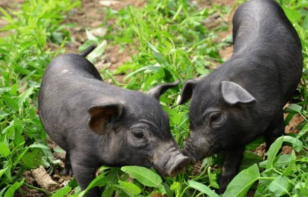 八眉猪简介,额上有倒“八”字的香猪_香猪养殖