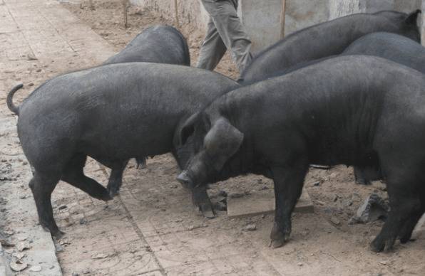 沂蒙黑猪简介,沂蒙地区的特有黑猪品种_香猪养殖