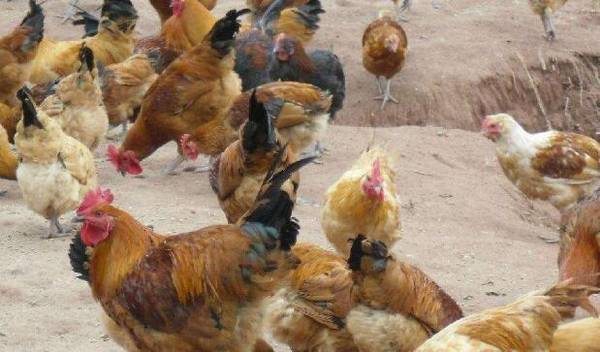土鸡饲养的注意事项_养鸡