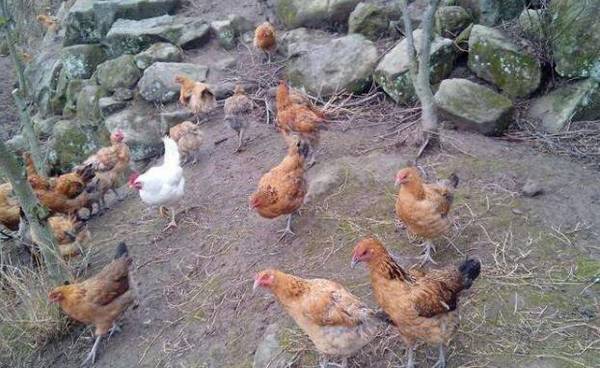 土鸡饲养的注意事项_养鸡