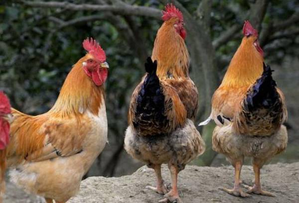 土鸡饲养的注意事项_养鸡