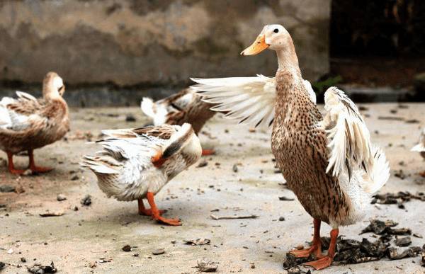 夏季养鸭怎么养,看看养鸭大户怎么说_养鸭