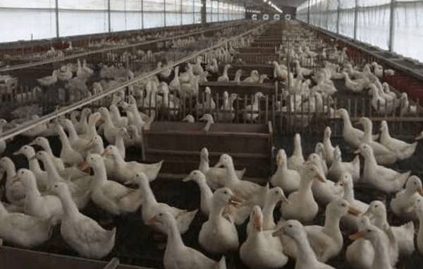 夏季养鸭怎么养,看看养鸭大户怎么说_养鸭