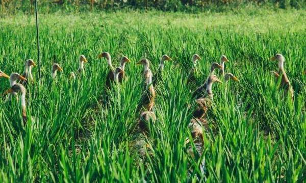 稻田养鸭中鸭病预疫的注意事项_养鸭