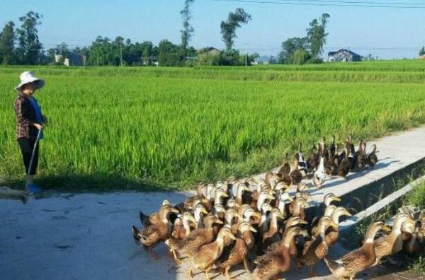 稻田养鸭怎么养,稻田养鸭的养殖技术_养鸭