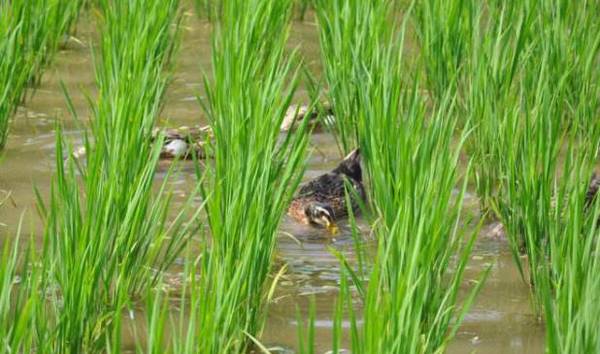 养鸭密度多少为好_养鸭