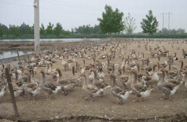 鸭霍乱的症状与防治方法_养鸭