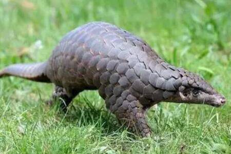 ��ɽ����ʲô��ʳ��_��ֳ�ʴ�