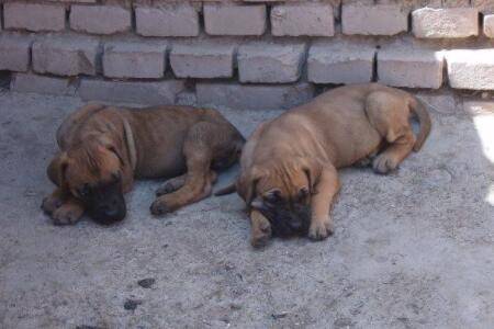 肉狗能不能喂生饲料_养殖问答