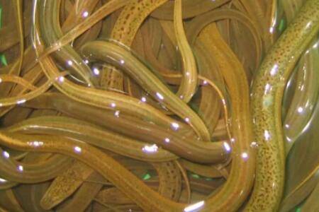 黄鳝吃什么食物_养殖问答