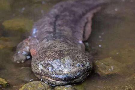 娃娃鱼多大开始繁殖?_养殖问答