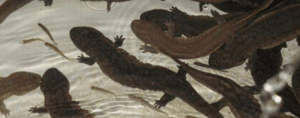 娃娃鱼多大开始繁殖?_养殖问答