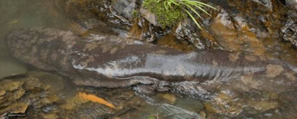 娃娃鱼多大开始繁殖?_养殖问答