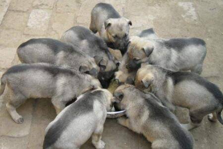 肉狗的出肉率有多少_养殖问答