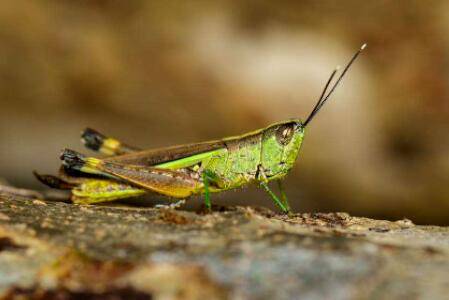 蝗虫分不分雌雄?_养殖问答