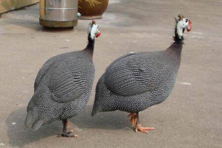 珍珠鸡会不会飞走?_特禽养殖