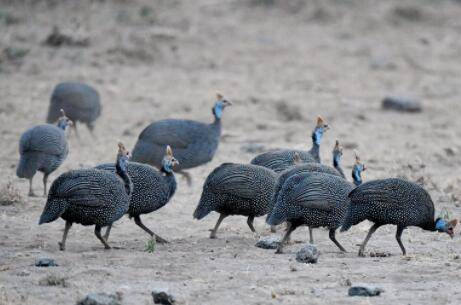珍珠鸡吃什么饲料?_特禽养殖