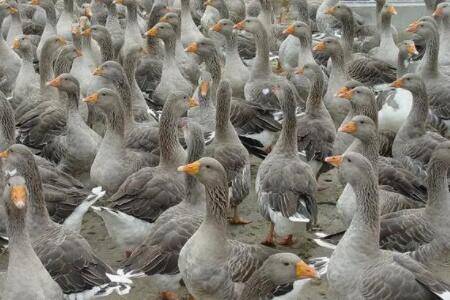 郎德鹅苗价格多少钱_养鹅