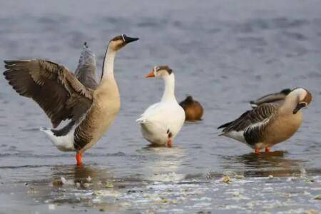 成品雁鹅多少钱一斤_养鹅