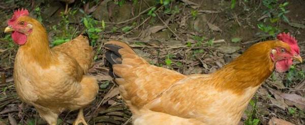 养鸡用小苏打饮水比例多少为好_养殖问答