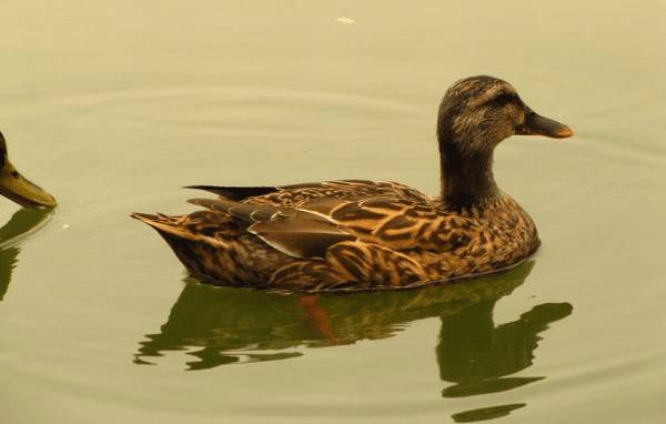 蛋鸭脱肛的原因与预防措施_养鸭