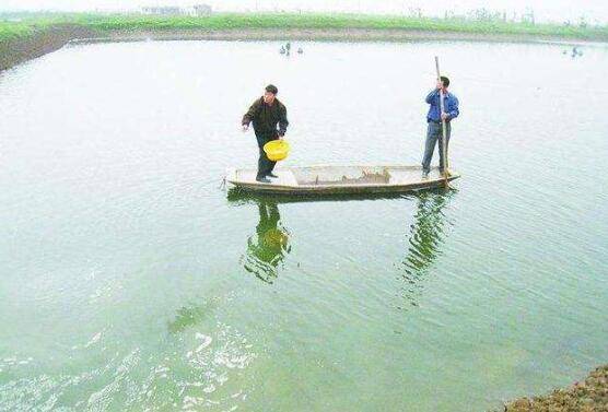 一亩虾塘用多少公斤生石灰_养虾