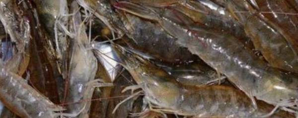 对虾晚上爬边什么原因_养虾