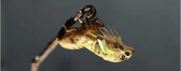 金蝉没变之前叫什么_养殖问答