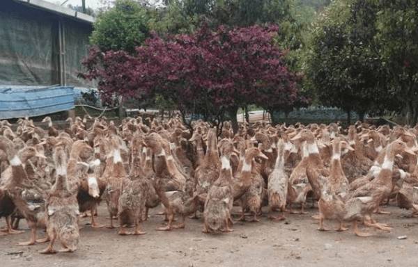 蛋鸭圈养的饲料配制与饲喂要求_养鸭