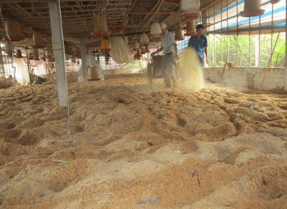 发酵床养鸭的注意事项_养鸭