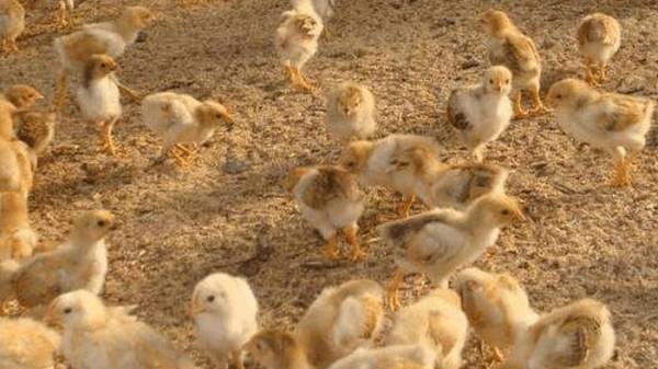 发酵床养鸭鸭床的制作要求_养鸭